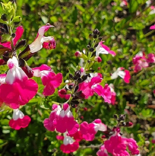 La Salvia microphylla 'Pink Lips' è una varietà compatta di salvia nota per i suoi fiori dai toni rosa distintivi, che assomigliano a labbra rosa. Le foglie piccole e verdi conferiscono alla pianta un aspetto elegante e compatto. Questa salvia è adatta per giardini più piccoli o contenitori e prospera in terreni ben drenati con esposizione soleggiata o parzialmente ombreggiata. La sua fioritura vivace la rende una scelta attraente per gli amanti delle piante ornamentali. Vendita piante online