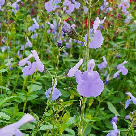 Salvia microphylla 'Delice Aquamarine'