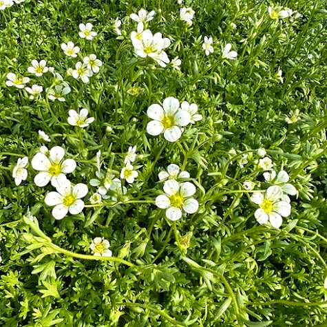 Vendita Saxifraga vaso 14 cm, con fiori bianchi è una pianta perenne caratterizzata da piccoli fiori bianchi o crema e foglie spesso carnose. La sua altezza può variare, e molte specie formano rosette basali. Fiorisce di solito in primavera o all'inizio dell'estate e cresce bene in terreni ben drenati. Adatta per giardini rocciosi, bordure o vasi, la saxifraga richiede generalmente cure minime e può aggiungere un tocco delicato e decorativo a vari ambienti.