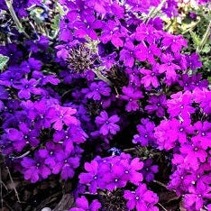 La Verbena canadensis 'Homestead Purple' è una pianta perenne con fiori di colore viola intenso, cresce fino a 30-45 cm di altezza e fiorisce abbondantemente dalla primavera all'autunno. Preferisce il pieno sole e si adatta a vari tipi di suolo ben drenato. È resistente, richiede poca manutenzione e attira farfalle e api. Ideale per bordure, aiuole e contenitori.