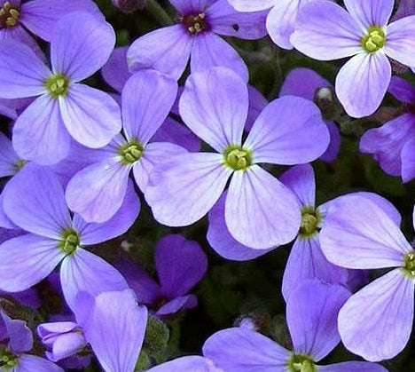 Aubrieta Cascade Blue è una piante erbacea perenne tappezzante ama stare al sole, fiorisce a inizio primavera con tantissimi piccoli fiori blu. Vaso 10