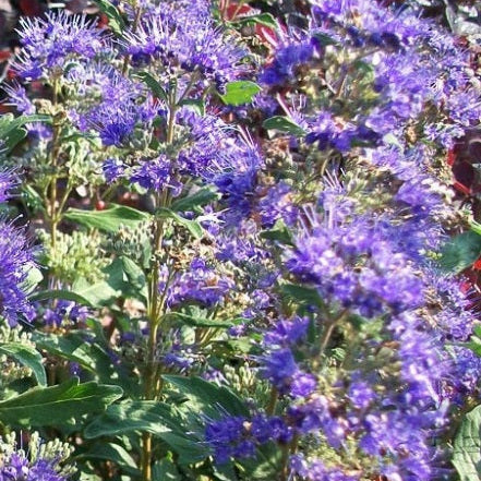 Caryopteris è una pianta arbustiva perenne, molto resistente e facile da coltivare, ama stare al sole e fiorisce con dei bellissimi fiori blu alla fine dell'estate; in inverno perde le foglie per rimetterle in primavera.