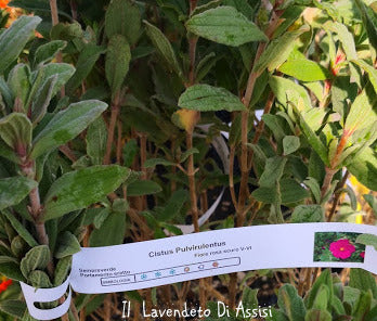 Cistus pulverulentus, arbusto sempreverde mediterraneo con fiori rosa e cuore giallo