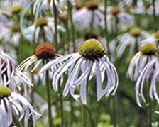 Echinacea pallida "hula dancer" vaso 14, è una erbacee molto resistente, fiorisce da Giugno fino a novembre con dei fiori di colore Rosa pallido.