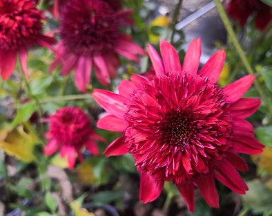 Echinacea eccentric Vaso 17, è una cultivar di Echinacea, una pianta perenne appartenente alla famiglia delle Asteraceae. Questa cultivar è nota per i suoi fiori grandi e appariscenti di colore rosso vivo, Le sue foglie sono verde scuro e hanno una forma allungata