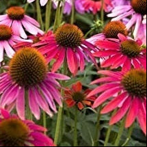 L'Echinacea purpurea di colore rosso-porpora è una pianta perenne con fiori di forma conica e petali intensamente colorati di rosso-porpora. È ampiamente coltivata per il suo aspetto ornamentale nei giardini ed è conosciuta anche per le sue possibili proprietà benefiche per la salute.
