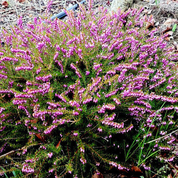 Erica carnea fiore fuxia, pianta per giardino con fiori colorati in inverno e primavera. Acquista online con spedizione veloce