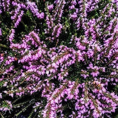 Erica carnea rosa, tappezzante sempreverde con fioritura invernale delicata. Rustica e senza manutenzione! Acquista ora dal Lavandeto di Assisi.