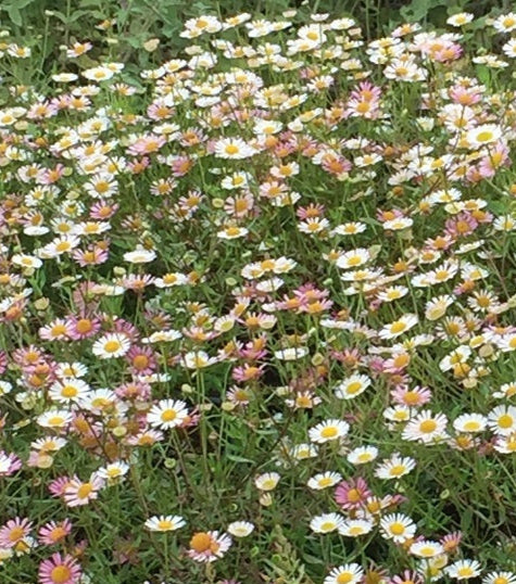 Erigeron karvinskianus in fiore con piccoli fiori bianchi e rosa, pianta perenne tappezzante per muretti, bordure e vasi ricadenti.