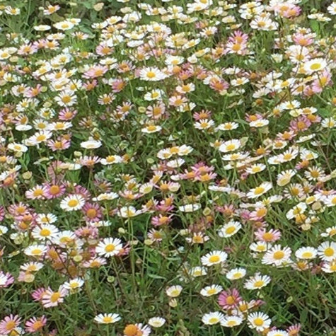 Erigeron karvinskianus in fiore con piccoli fiori bianchi e rosa, pianta perenne tappezzante per muretti, bordure e vasi ricadenti.