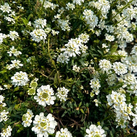 Iberis sempervirens