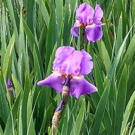 Iris germanica, vendita iris,rizoma pianta perenne, varietà trovata ad Assisi. Adatta a tutti i tipi di giardino esposizione sole o mezz' ombra, ideale anche per terreni in pendenza. Rustica fiorisce ad aprile, altezza 50 cm circa