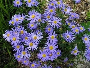 Kalimeris incisa 'Nana' è una pianta perenne compatta e resistente. Ha foglie verde scuro lanceolate e produce numerosi steli fioriti carichi di piccoli fiori a forma di margherita, di solito di colore lavanda o azzurro chiaro. La varietà 'Nana' è nota per la sua dimensione ridotta, raggiungendo circa 30-45 centimetri di altezza.
