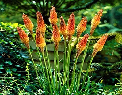 La Kniphofia Uvaria Grandiflora, è una pianta perenne originaria dell'Africa meridionale. Questa pianta presenta foglie lunghe e strette che emergono da una rosetta basale e fiori a forma di spiga che si ergono su steli alti. I fiori sono di colore arancione intenso e rosso acceso. È una pianta resistente alla siccità e richiede una buona esposizione al sole per prosperare.