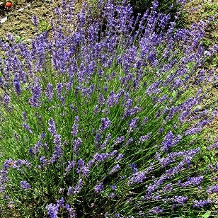 La Lavandula angustifolia 'Assisi Purple' è una varietà di lavanda con fiori di un vivace colore viola scuro. Questa pianta emana un profumo ricco e aromatico tipico della lavanda ed è ampiamente coltivata per i suoi usi ornamentali e aromatici. 'Assisi Purple' è una scelta popolare per giardini e bordure grazie alla sua bellezza e alla sua capacità di attirare insetti benefici.