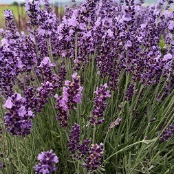 La Lavandula angustifolia 'Little Blue' è una varietà compatta di lavanda con fiori dal colore blu intenso. Questa pianta di dimensioni ridotte cresce fino a circa 30-45 centimetri di altezza ed è ideale per giardini di piccole dimensioni, bordure e vasi. 'Little Blue' conserva il classico profumo aromatico della lavanda ed è nota per attirare insetti benefici come api e farfalle. È una scelta popolare per colorare e profumare gli spazi esterni più limitati.