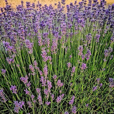 Cespuglio sempreverde di dimensioni medie, con steli di lunghezza media, colore blu, è profumata è adatta anche balcone o bordure meglio se a gruppi di 2/3 Raggiunge cm 50 di diametro e 50 cm in altezza in piena fioritura, é una lavanda vera o officinale, i fiori sono adatti anche per tisane, è resistente sia al caldo che al freddo. Le lavande odiano i ristagni ma in balcone in estate vanno annaffiate. Fioritura maggio/giugno- settembre/ottobre . Vendita piante di lavanda