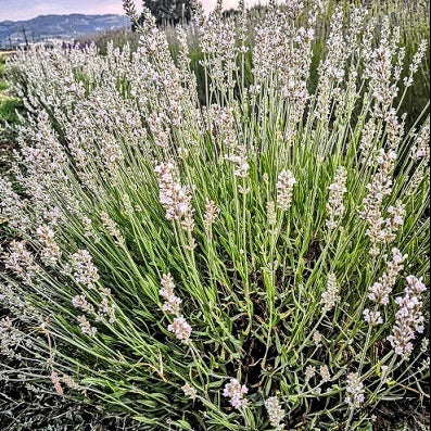 Lavender Angustifolia (Lavandula) - Plants for Sale Online