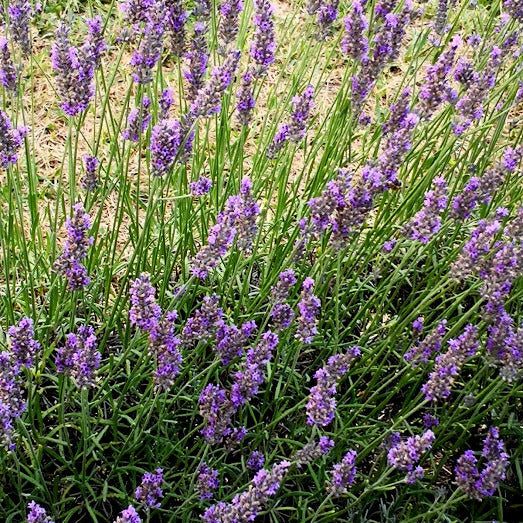 Lavanda intermedia "Abrialis" di 2 anni Come tutte le lavande pernne e sempreverde. Resiste alla siccità e al gelo. Vive bene sia in vaso che in giardino. Lavanda intermedia piu' bassa delle altre intemedie Alt. 70 cm in piena fioritura Fioritura dai primi di luglio. Colore viola. Profumata