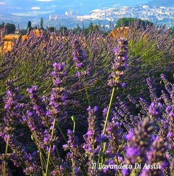 'Arabian Night' emana il classico profumo aromatico della lavanda. Questo profumo avvolgente è noto per le sue proprietà rilassanti e calmanti. Le sue foglie e i suoi fiori possono essere utilizzati per la produzione di oli essenziali, saponi, candele profumate e altri prodotti aromaterapici.