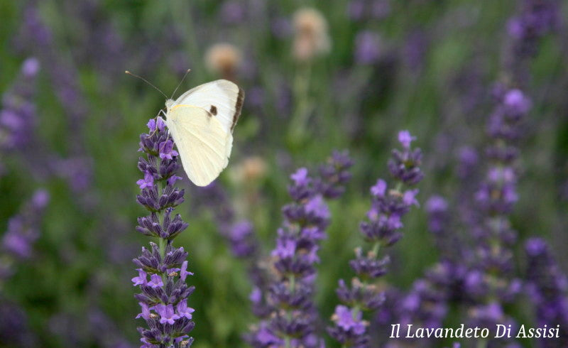 Lavanda intermedia 'Arabian Night' è una varietà affascinante e misteriosa con fiori viola scuro e foglie argentate. La sua bellezza ornamentale, il profumo avvolgente e la versatilità la rendono una scelta straordinaria per chi desidera creare un giardino dall'aspetto magico e rilassante.