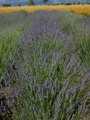lavanda in offerta, offerta su piante di lavanda, vendita piante di lavanda, vendita lavanda, vendita piante online, lavanda comune vendita, vendita lavanda online, vendita piante di lavanda online, miglior dito di lavanda, lavanda rustica, lavanda resistente al gelo, piante di lavanda vendita online, piante di lavanda offerta, lavanda resistente alla siccità, vendita lavanda online, lavanda in vaso
