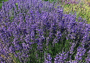Vendita Lavandula angustifolia 'Folgate' è una varietà di lavanda con fiori di un affascinante colore blu-viola intenso. Piante di lavanda vendita online. Vendita piante online. Questa pianta emana un profumo classico e rilassante tipico della lavanda ed è ideale per giardini, bordure e per la produzione di oli essenziali. 'Folgate' è conosciuta per la sua resistenza e la capacità di attirare api e farfalle, contribuendo alla biodiversità del giardino.