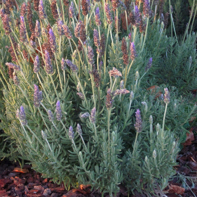 La Lavanda dentata inglese 'Candicans' è una varietà di lavanda con foglie argentate dentellate e fiori blu-viola profumati. Questa pianta è ampiamente coltivata per il suo aspetto ornamentale e il suo aroma rilassante. È adatta per giardini, bordure, vasi e ha la capacità di attrarre api e farfalle, contribuendo alla biodiversità del giardino.