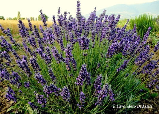 vendita Lavanda Hidcote blue o lavandula angustifolia hidcote blue  è un cespuglio sempreverde di dimensioni ridotte, con steli di lunghezza medio/corti colore blu scuro, è compatta profumata è molto carina anche in balcone, ma è stupenda per  bordure basse ma blu intenso. Raggiunge cm 40/50 di diametro e 40 in piena fioritura, è profumata, i fiori sono adatti anche per tisane, è resistente sia al caldo che al gelo. La  lavanda hidcote blue, come tutte le lavanda  odia i ristagni ma in balcone ...