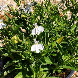 La Lobelia erinus bianca è una pianta annuale con fiori a campana di colore bianco luminoso. È spesso coltivata per scopi ornamentali in giardini e fioriere, aggiungendo un tocco di eleganza e freschezza ai paesaggi.