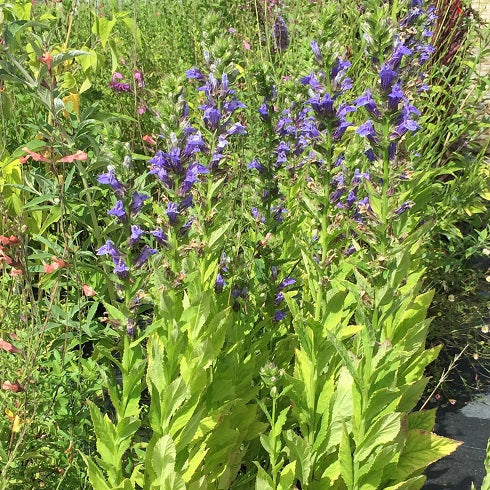 La Lobelia erinus blu è una pianta annuale con fiori a campana di colore blu vivace, ideale per giardini e fioriere.