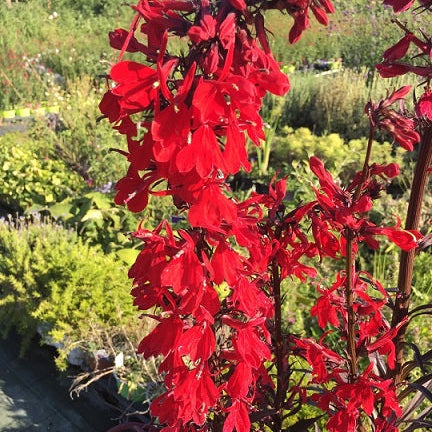 Vendita Lobelia Fan Scarlet in vaso 14 cm, è una varietà di lobelia annuale con fiori di un vibrante colore scarlatto. È una pianta ideale per aggiungere un tocco di colore rosso brillante ai giardini e alle composizioni floreali.
