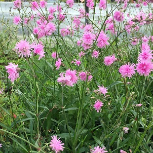 Il Lychnis flos-cuculi "Petite Jenny" è una varietà di garofano delle rane con fiori rosa tubolari. Cresce fino a 60-90 cm e ha foglie verdi dentate. Adatta per giardini umidi, fiorisce in primavera ed è apprezzata per le sue dimensioni più contenute.