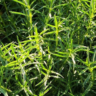 La mentha cervina in vendita vaso 14 cm, è una varietà di menta con foglie strette e lanceolate dal delicato aroma mentolato. Cresce fino a 30-60 cm di altezza e produce fiori rosa-lilla durante l'estate, attraendo gli insetti impollinatori. È utilizzata in cucina per insaporire tè, bevande fredde, insalate e piatti di carne, ed è apprezzata anche in erboristeria per le sue proprietà digestive e calmanti.