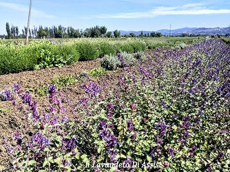 Nepeta faassenii è una pianta perenne della famiglia delle Lamiaceae, con un portamento erbaceo e cespuglioso che forma ciuffi o ampi cespugli. I fiori tubolari, principalmente blu-lilla, sono raggruppati in spighe sopra le foglie grigio-verdi lanceolate e dentate. La fioritura si estende dalla primavera all'estate, prediligendo l'esposizione al sole o alla mezz'ombra.