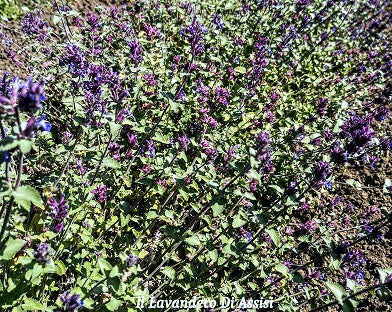 Nepeta fasseni. Pianta perenne con piccole foglie grigie e profumate. E' una pianta con portamento ricadente fiorisce continuamente da aprile a novembre, con fiori lilla. E' una pianta perenne molto robusta e rustica sopporta bene il gelo e il caldo intenso. Vive bene in pieno sole ed è molto bella anche per bordure, la sua altezza è circa 30 cm. In inverno perde le foglie. La nepeta faasseniii è adatta anche a giardini a bassa manutenzione