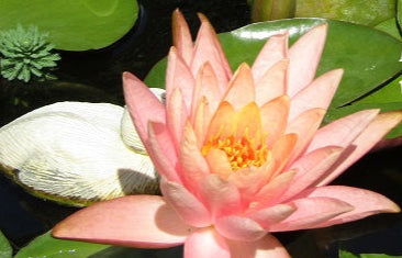 Ninfea rosa salmone in fiore, galleggiante tra foglie verdi, pianta acquatica ornamentale venduta in rizoma per laghetti e vasche.