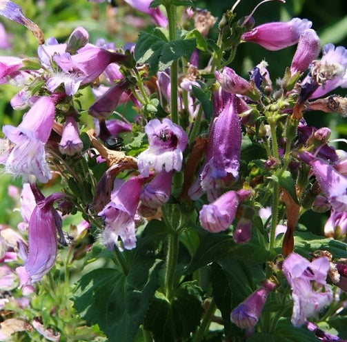 Penstemon Smallii Vaso 14. è una pianta perenne che ama l'esposizione sole, raggiunge un'altezza massima di 60 cm, fiorisce da Luglio fino a Ottobre con dei fiori viola.