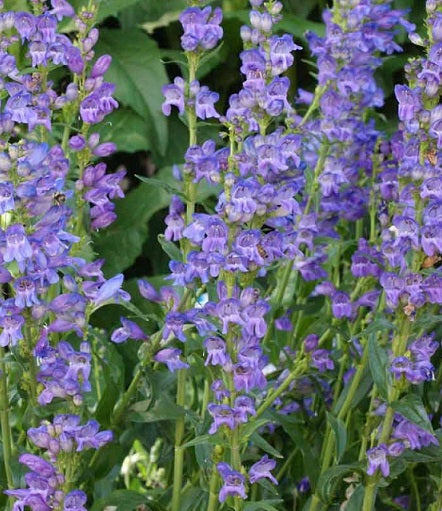 Il Penstemon strictus, è una pianta perenne caratterizzata da fiori tubolari a forma di tromba, di solito di colore blu-viola, disposti in spighe. Le foglie sono lanceolate, di colore verde scuro e disposte in modo opposto lungo il fusto. Cresce bene in esposizione soleggiata o a mezz'ombra in terreni ben drenati. È una pianta resistente e attraente per giardini perenni, attrattiva per api e farfalle.
