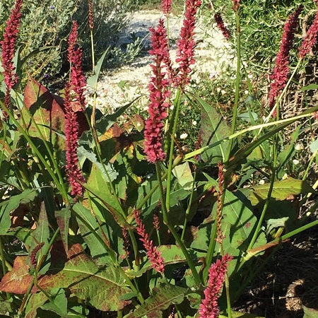 Vendita Persicaria amplexicaulis 'Firetail' in vaso 28 cm,è una pianta perenne nota per la sua fioritura vivace. Le sue spighe fiorite lunghe e strette sono di un rosso intenso e emergono in estate e autunno. Con un portamento eretto e foglie verde scuro, raggiunge un'altezza di circa 60-90 cm. Adatta per bordure e aiuole, richiede luce solare o ombra parziale e un terreno ben drenato. La 'Firetail' è ampiamente apprezzata per il suo impatto visivo nel giardino.