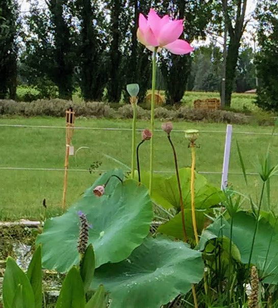 Pianta di Fiore di Loto (Nelumbo) in vendita online con spedizione veloce. Perfetta per laghetti, stagni e giardini acquatici