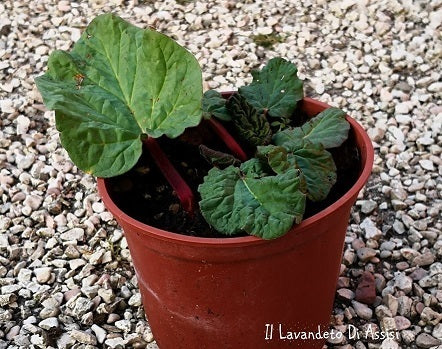 Rabarbaro (Rheum rhabarbarum) con grandi foglie verdi e gambi carnosi, pianta perenne ideale per dolci, marmellate e liquori artigianali.