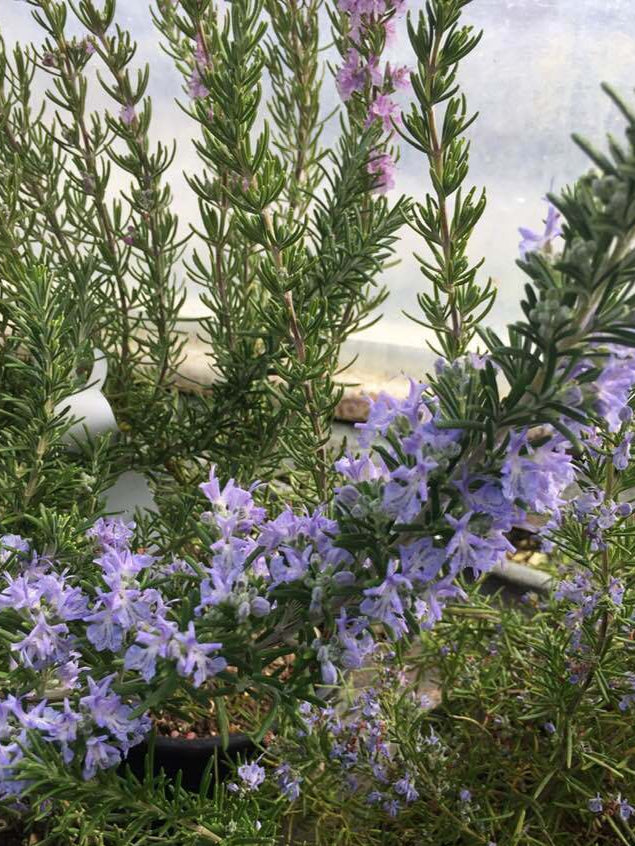 Rosmarino officinale ‘Boule’, pianta aromatica compatta con forma sferica, foglie profumate e fiori azzurro-viola.