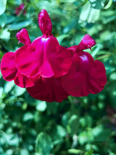 Ivyline Fioriera, ceramica, salvia, altezza 20,5 cm x profondità 20,5 Ivyline Fioriera, ceramica, salvia, altezza 20,5 cm x profondità 20,5
