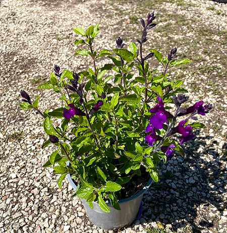 Salvia Violette Butterfly vaso 14. Salvia greggii da fiore che ama stare al sole, ha bisogno di poca acqua e fiorisce da Aprile fino a Novembre.