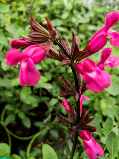 La Salvia involucrata 'Mulberry Jam' è una varietà di salvia apprezzata per le sue caratteristiche decorative. Durante la fioritura, produce infiorescenze vistose di un colore che può richiamare le sfumature del mulberry (gelso), come tonalità di rosa o mulberry. Questa pianta raggiunge altezze considerevoli, superando spesso il metro. Per una crescita ottimale, preferisce terreni ben drenati e posizioni soleggiate o parzialmente ombreggiate.