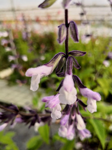 La Salvia 'Waverly Lila' è una varietà di salvia ornamentale con fiori di colore lilla o viola. È una pianta perenne compatta ideale per giardini di fiori perenni, bordure e composizioni floreali grazie al suo aspetto vivace e alla resistenza alla siccità.