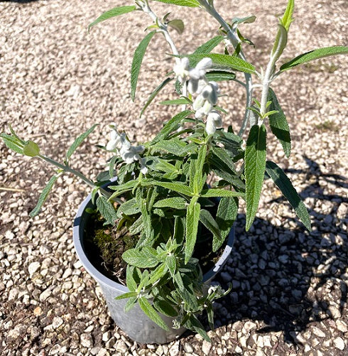 Salvia ornamentale che ama stare al sole, fioritura prolungata da Aprile fino a Novembre;ha bisogno di poca acqua. Fioritura di colore bianco.
