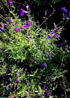 La Salvia lycioides, conosciuta anche come Chia Sage o Desert Sage, è un arbusto perenne con foglie strette e grigie. Durante la fioritura, spighe di fiori tubolari blu-lilla si ergono sopra la pianta, aggiungendo un tocco di colore. Adatta ai climi caldi e secchi, questa pianta è resistente e richiede terreni ben drenati e pieno sole. Popolare per giardini xeriscaping e giardini desertici, emana un leggero profumo.