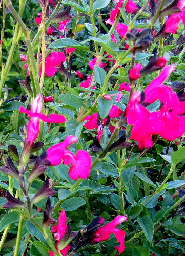 La Salvia microphylla 'Cerro Potosi' è una varietà di salvia compatta e arbustiva. Cresce fino a circa 60-90 cm di altezza e produce spighe di fiori tubolari, spesso di colore rosso o rosa, durante la stagione di fioritura. Le foglie sono piccole, ovali e di colore verde scuro. Questa varietà è adatta per aiuole, bordure e giardini rocciosi, e prospera in posizioni soleggiate o parzialmente ombreggiate.